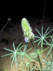 Lupinus benthamii