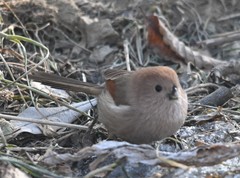 Sinosuthora webbiana