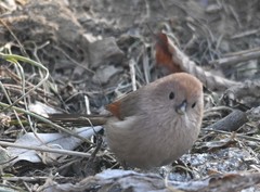 Sinosuthora webbiana
