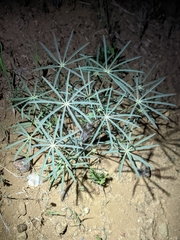 Lupinus benthamii