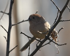 Sinosuthora webbiana