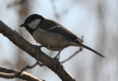 Parus minor