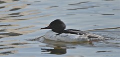 Mergus merganser