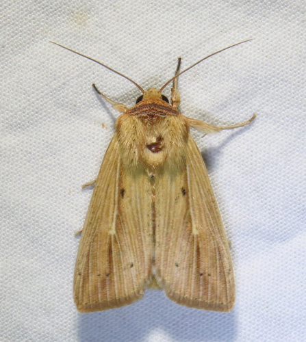 Adjutant Wainscot photo 6