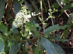 Critonia hospitalis
