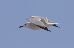 Ichthyaetus audouinii