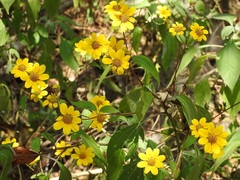 Verbesina hypoglauca