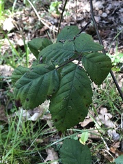 Sphaerulina westendorpii