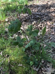 Sphaerulina westendorpii