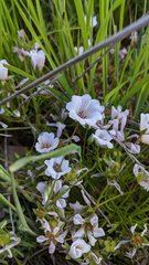 Limnanthes