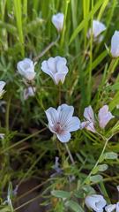 Limnanthes