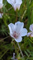 Limnanthes