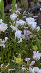 Limnanthes