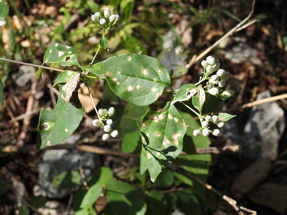 Salmea scandens