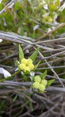 Limnanthes
