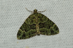 Austrocidaria erasta