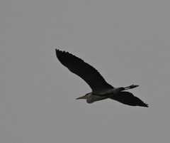 Ardea cinerea