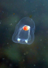 Euphysa