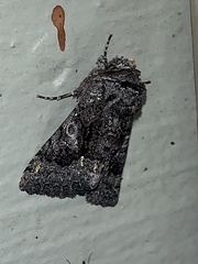 Behrensia conchiformis