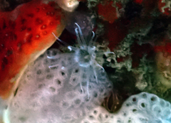 Peachia quinquecapitata