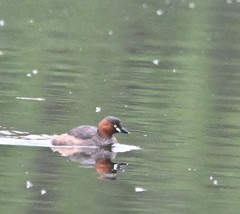 Tachybaptus ruficollis