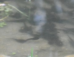 Bufo gargarizans