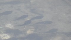 Bufo gargarizans