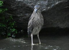 Nycticorax nycticorax
