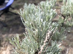Artemisia rigida