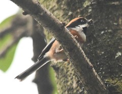 Aegithalos concinnus