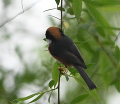 Aegithalos concinnus