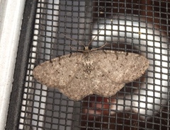 Aethalura intertexta