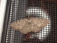 Aethalura intertexta