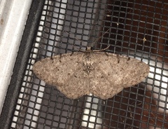 Aethalura intertexta