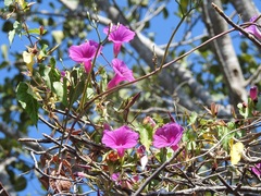 Ipomoea bernoulliana