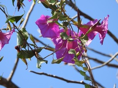 Ipomoea bernoulliana