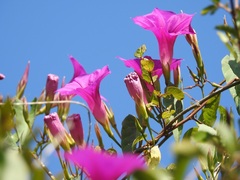 Ipomoea bernoulliana
