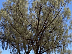 Allocasuarina decaisneana