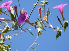 Ipomoea bernoulliana