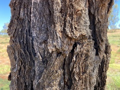 Allocasuarina decaisneana