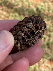 Allocasuarina decaisneana