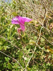 Ipomoea bernoulliana