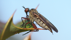 Empis barbatoides