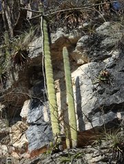 Cephalocereus apicicephalium