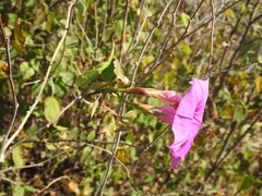 Ipomoea bernoulliana