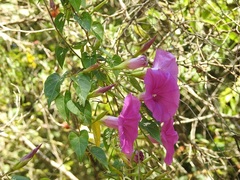 Ipomoea bernoulliana