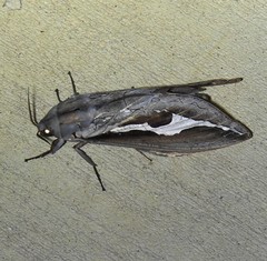 Abantiades labyrinthicus