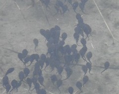 Bufo gargarizans
