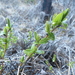 Myrtle-leaf Willow - Photo (c) jozien, some rights reserved (CC BY-NC), uploaded by jozien