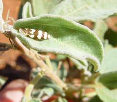 Prepocosma schalidota